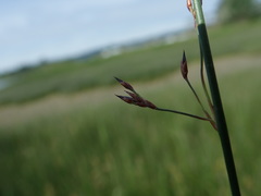 Juncus arcticus