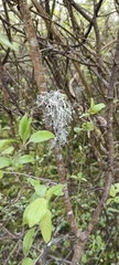 Evernia prunastri