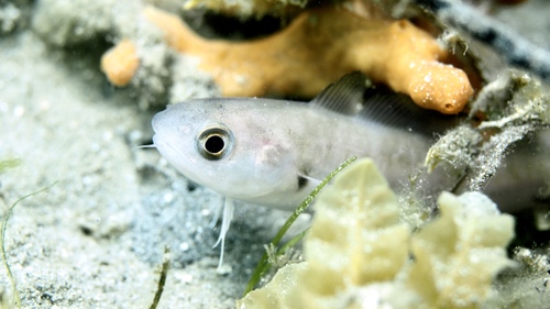 Pseudophycis palmata