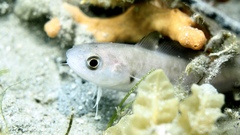 Pseudophycis palmata