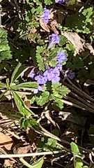 Glechoma hederacea