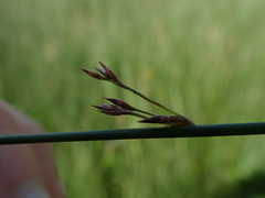 Juncus arcticus