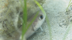 Pseudophycis palmata