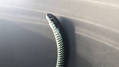 Dispholidus typus typus