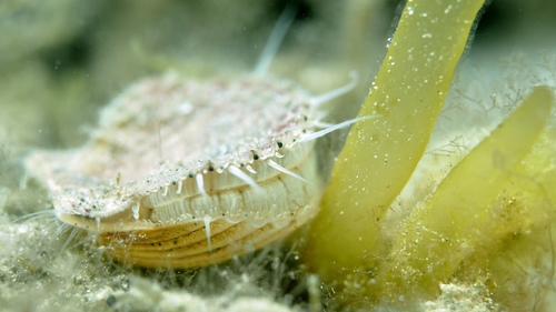 Pecten fumatus