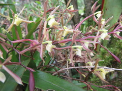 Epidendrum volutum image