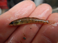 Etheostoma gracile