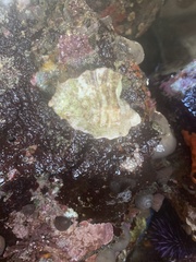 Muricoidea