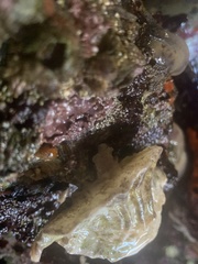 Muricoidea