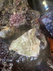 Muricoidea