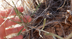 Physaria rectipes