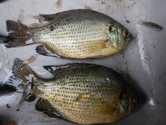 Centrarchus macropterus