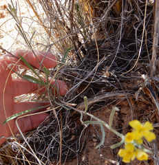 Physaria rectipes