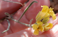 Physaria rectipes