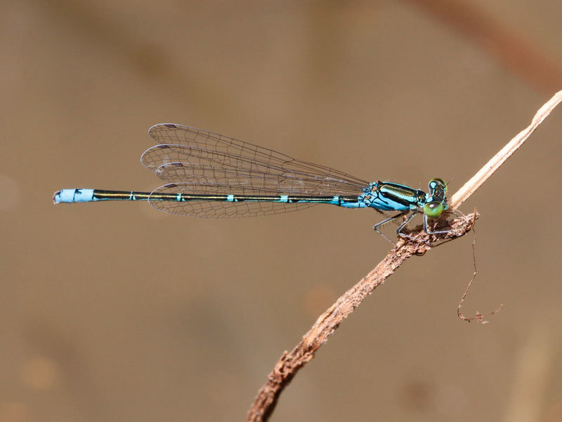 Paracercion sieboldii