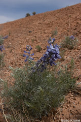 Sophora stenophylla