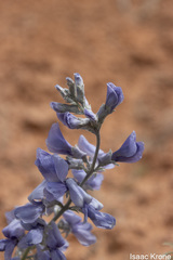 Sophora stenophylla