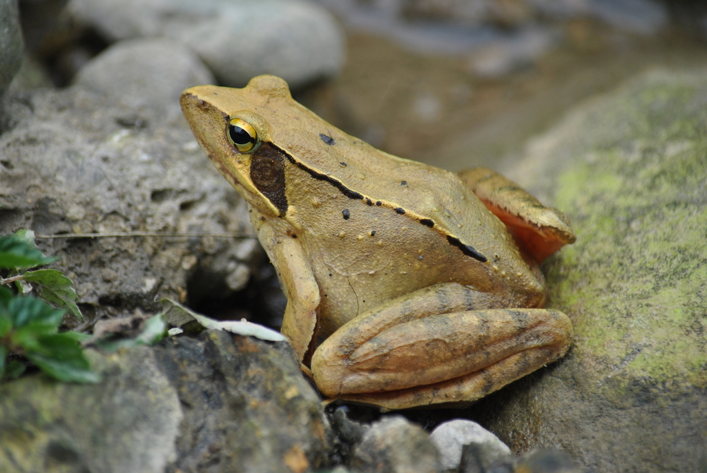 Omei Brown Frog