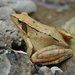 Omei Wood Frog - Photo (c) Ed Shaw, some rights reserved (CC BY-NC-SA)