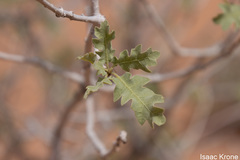 Quercus welshii