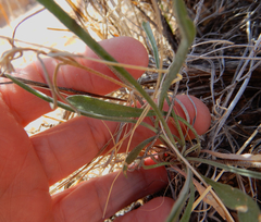 Physaria rectipes