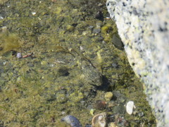 Oligocottus maculosus