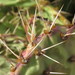 Opuntia phaeacantha - Photo (c) Matthew Salkiewicz, μερικά δικαιώματα διατηρούνται (CC BY-NC)