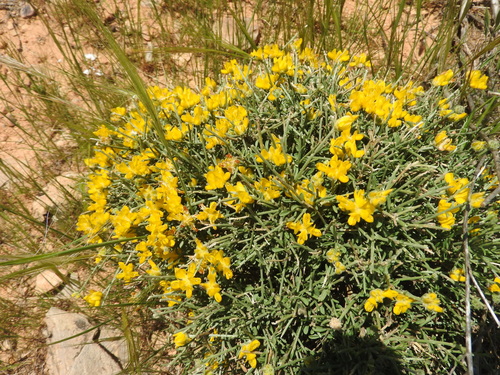 Genista microcephala image