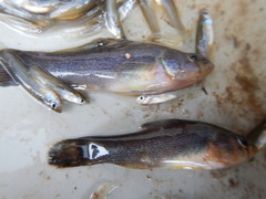 Aphredoderus sayanus