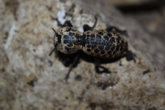 Zopherus nodulosus nodulosus