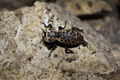 Zopherus nodulosus nodulosus