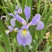 Iris virginica - Photo (c) Hill Craddock,  זכויות יוצרים חלקיות (CC BY), uploaded by Hill Craddock