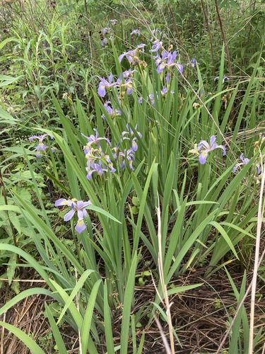 Iris virginica