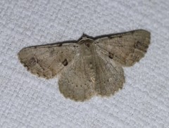 Aeolochroma quadrilinea