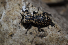 Zopherus nodulosus nodulosus