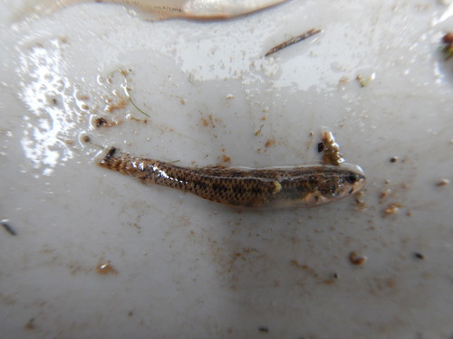 Etheostoma proeliare