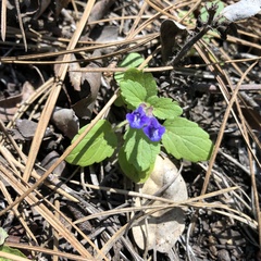 Scutellaria tuberosa