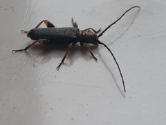Phymatodes lividus