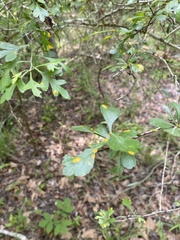 Crataegus spathulata