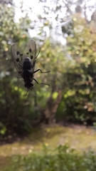 Diptera