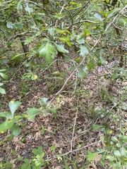 Crataegus spathulata