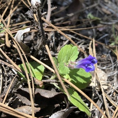 Scutellaria tuberosa