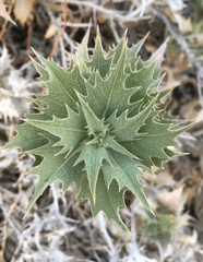 Ambrosia ilicifolia