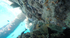 Chaetodon flavirostris