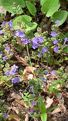 Glechoma hederacea
