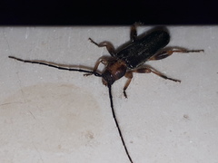 Phymatodes lividus