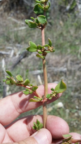 Sesuvium maritimum image