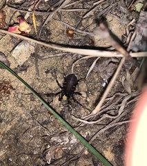 Egaenus convexus