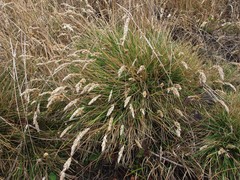 Deschampsia cespitosa holciformis