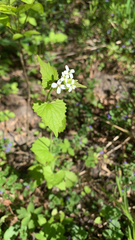 Alliaria petiolata